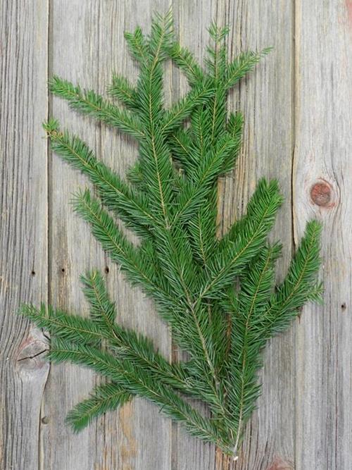 NOBLE FIR 25#  CHRISTMAS GREENS